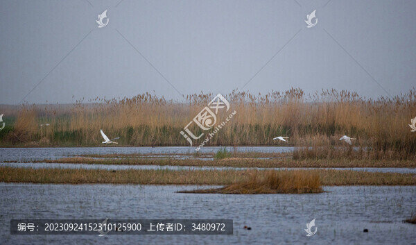 蘆葦天鵝