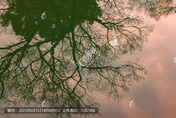 水中枯枝