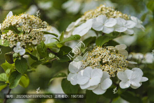 瓊花