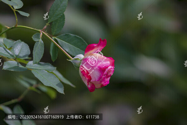 盛開的月季花