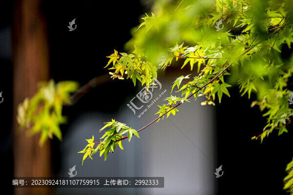 庭院楓葉