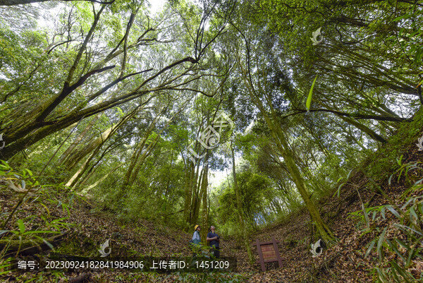 五老山森林