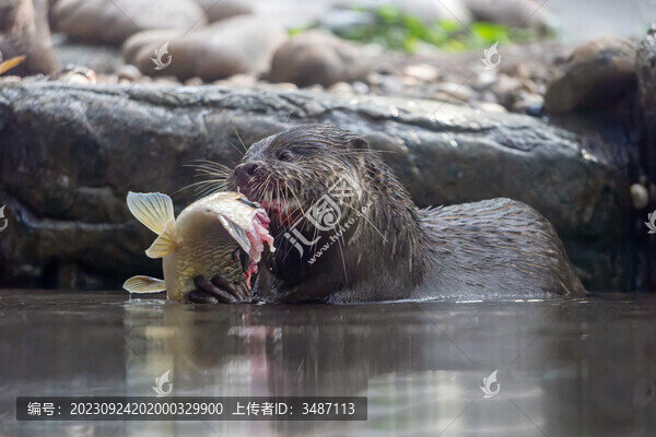 小爪水獺捕食鯽魚露出牙齒