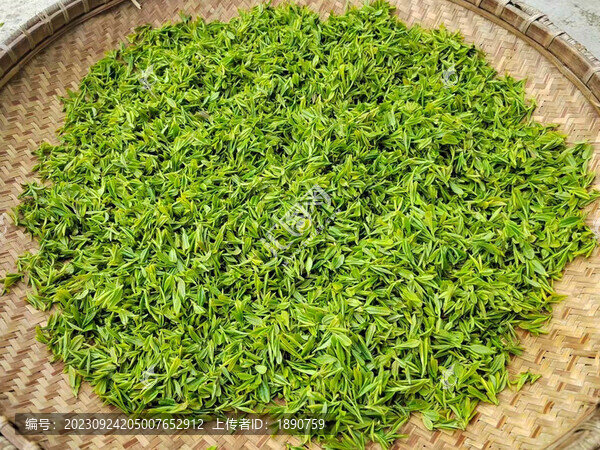 毛尖茶葉