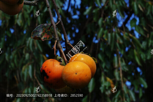 秋實(shí)