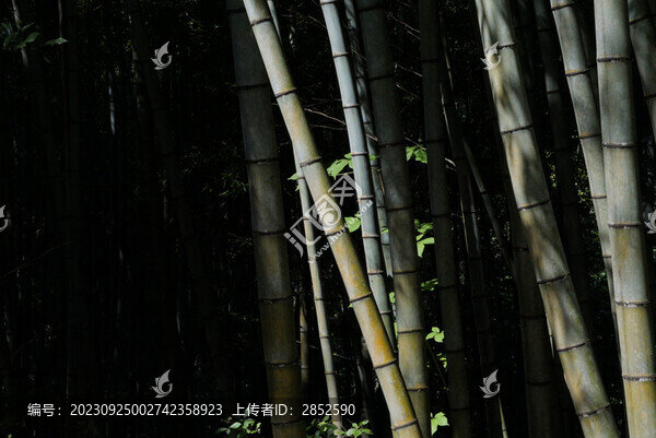 竹影