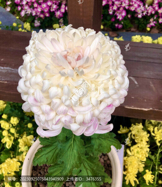 菊花