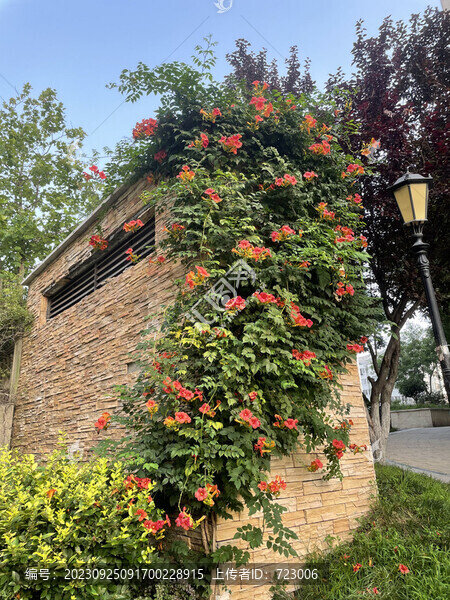 凌霄花