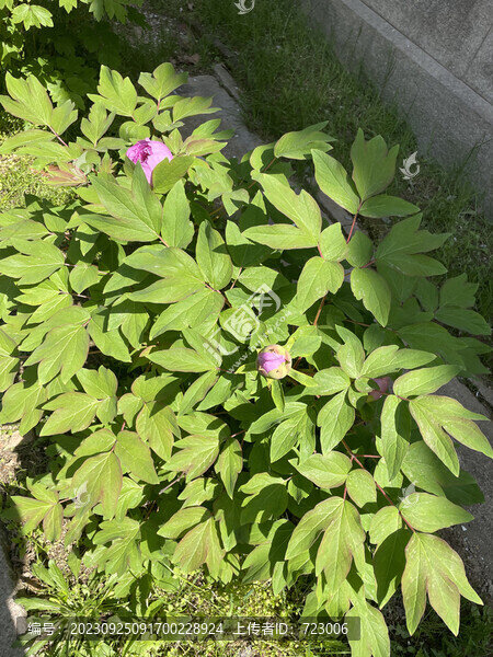 牡丹花