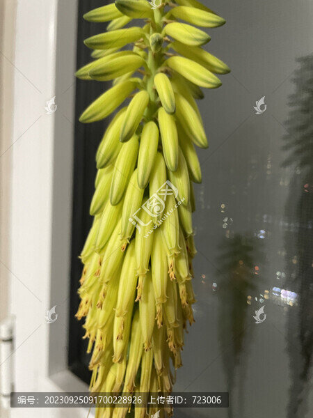 蘆薈花