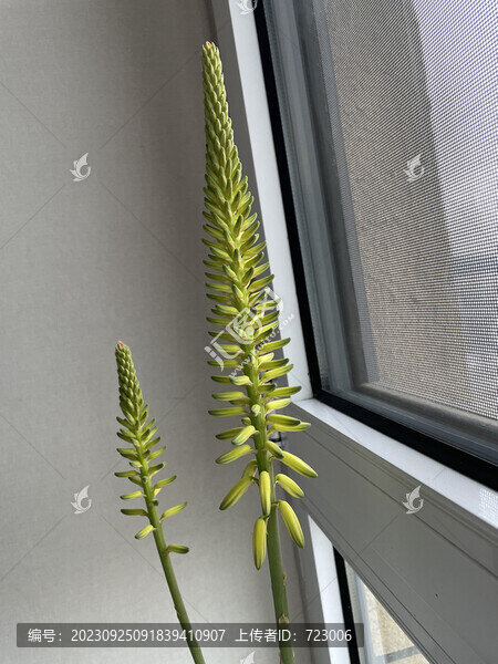 蘆薈花