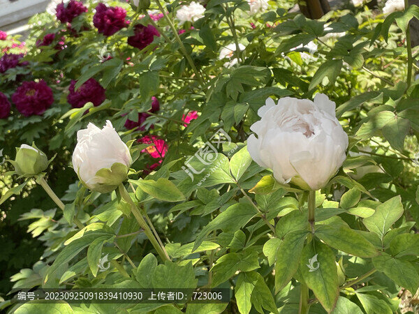 牡丹花