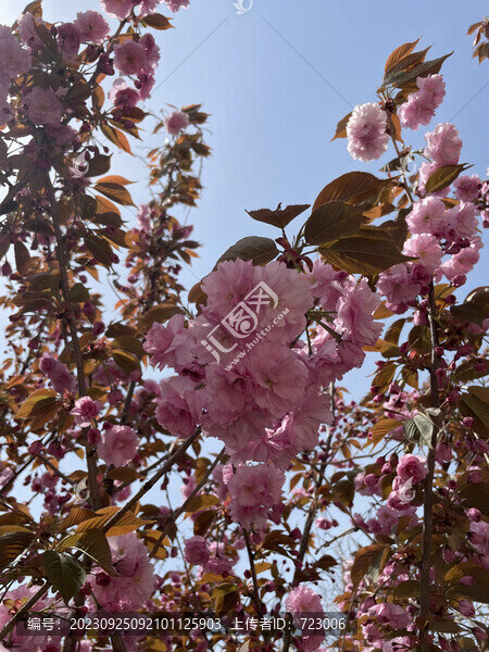 山櫻花