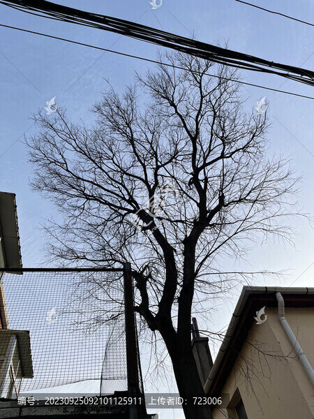 大樹