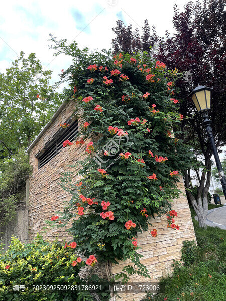 凌霄花