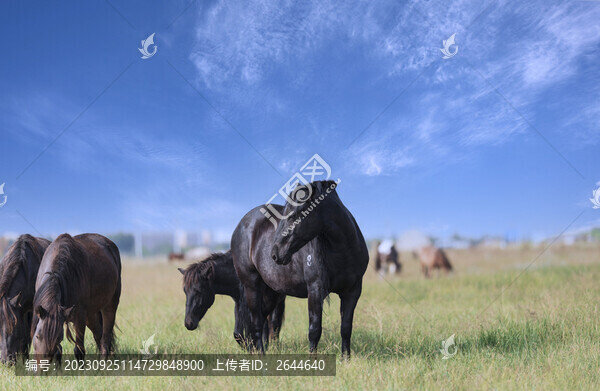 牧場馬蒙古馬