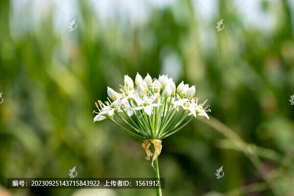 韭菜花