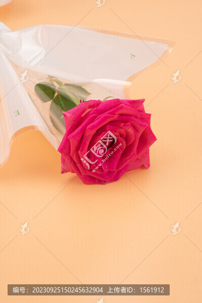 玫瑰花