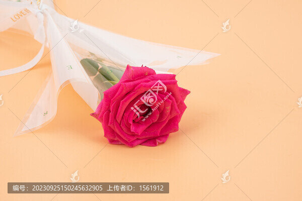 玫瑰花