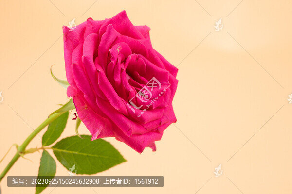 玫瑰花