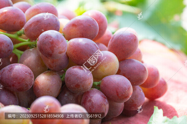 紅提子