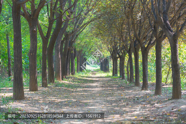 林蔭道