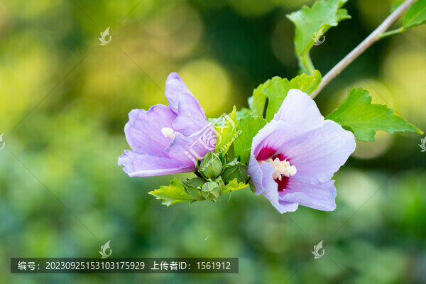 木槿花