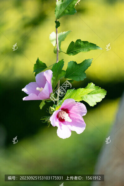 木槿花