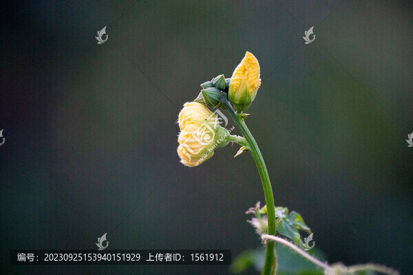 絲瓜花