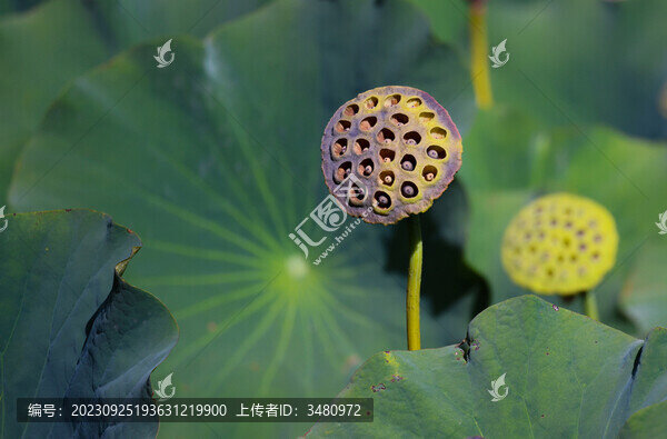 蓮蓬