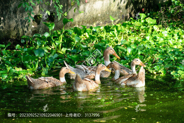 散養(yǎng)土鴨