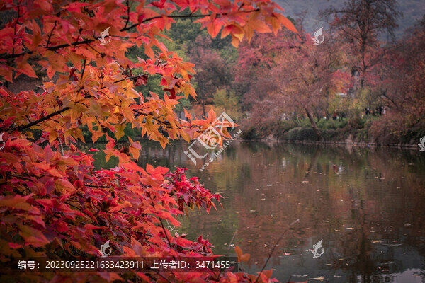 楓葉紅了