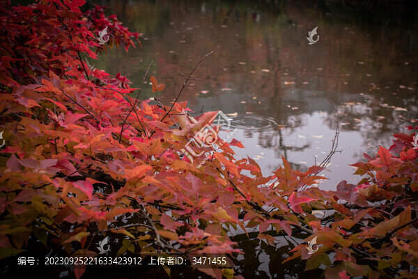 楓葉紅了