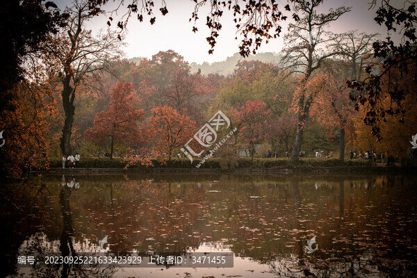 天平紅楓