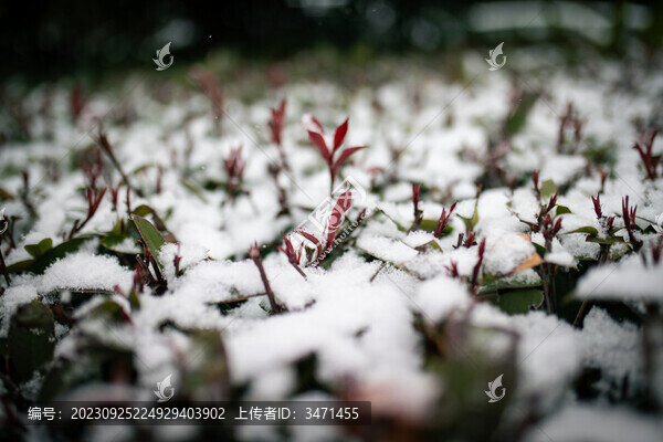 雪中的植物