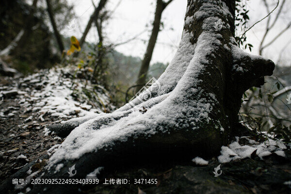 樹山雪景