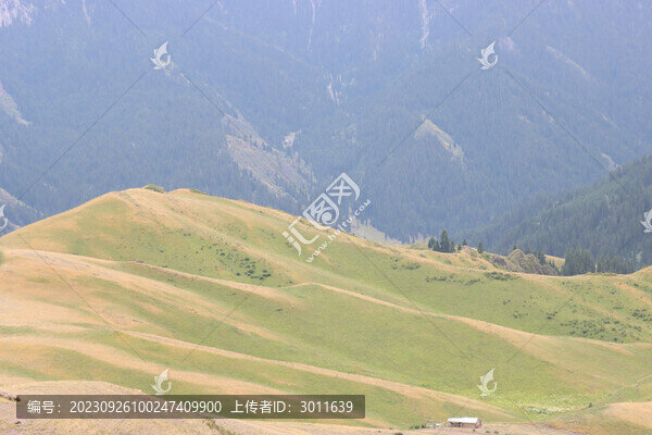 高山草甸