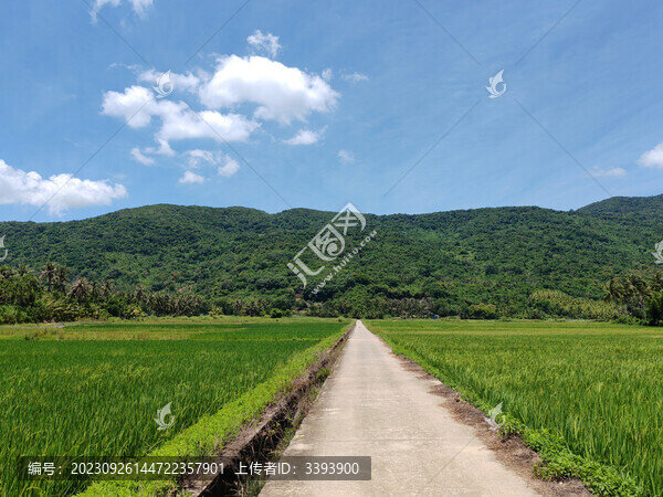 萬寧日月灣稻田咖啡