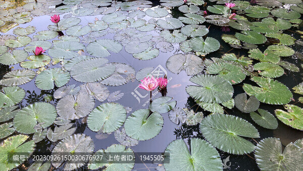荷花