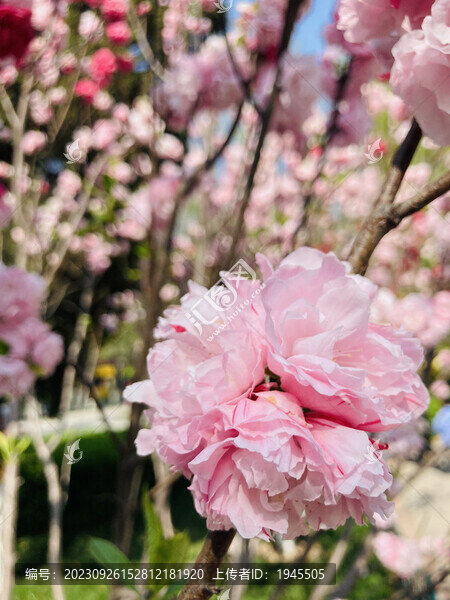 春季花卉