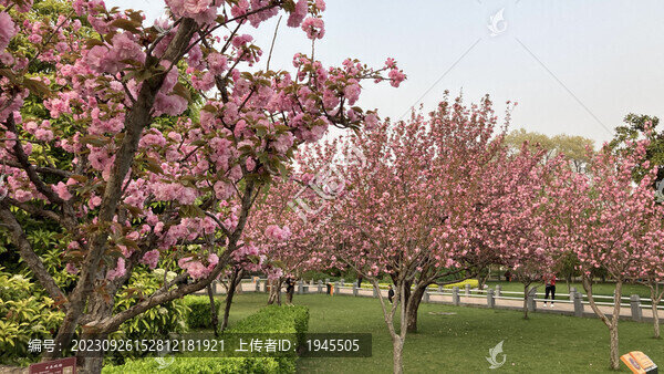 春季花卉