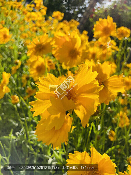 黃色花卉