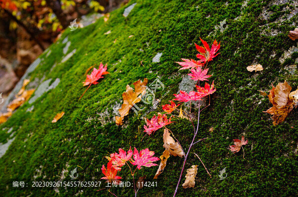本溪老邊溝深秋紅葉