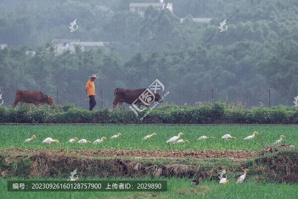 放牛的農(nóng)夫稻田農(nóng)田白鷺牛背鷺