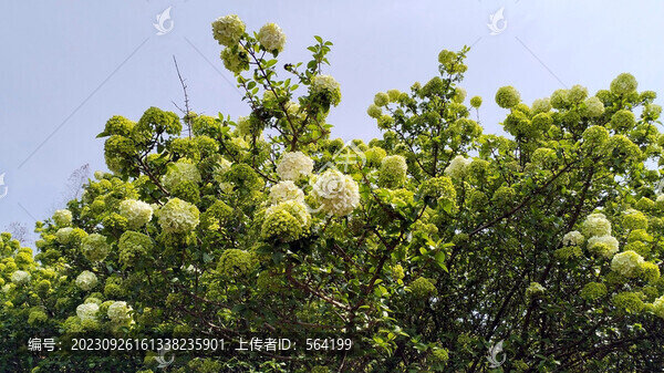 石楠樹石楠花