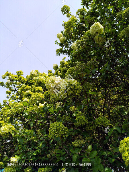 石楠樹石楠花