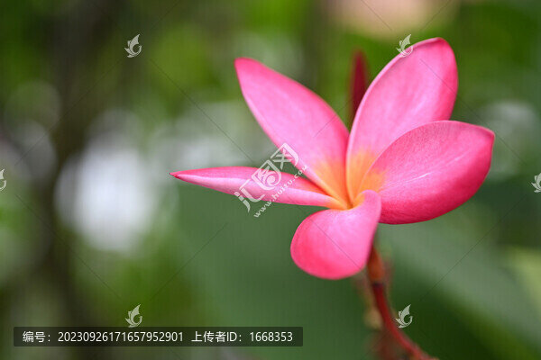 紅雞蛋花