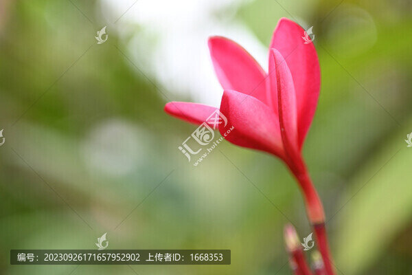 紅雞蛋花