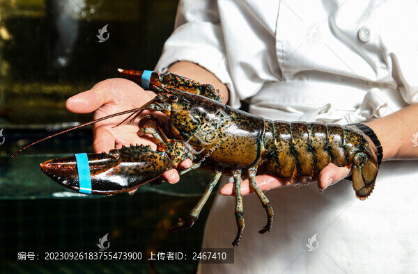 波士頓龍蝦