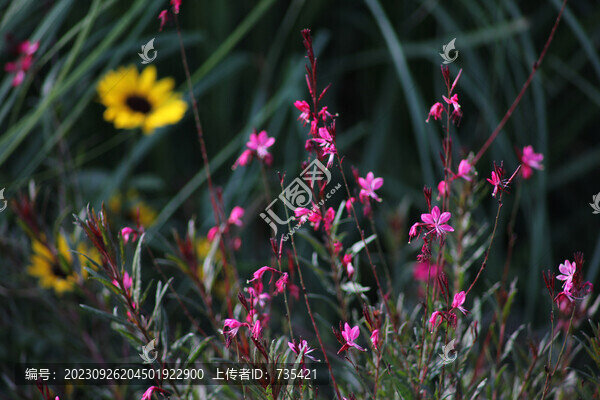山桃草花